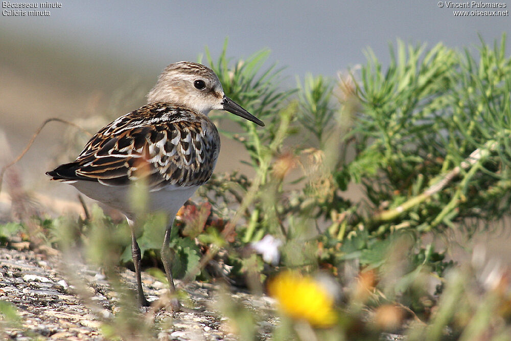 Little Stint