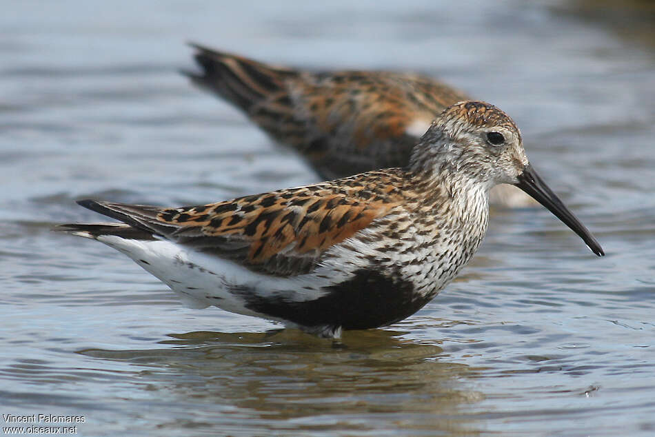 Bécasseau variableadulte, portrait