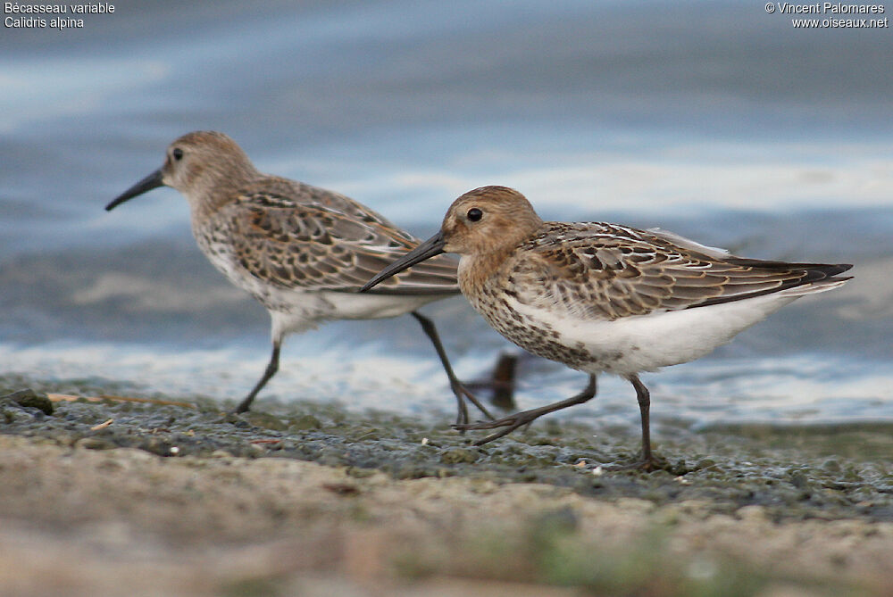 Bécasseau variable