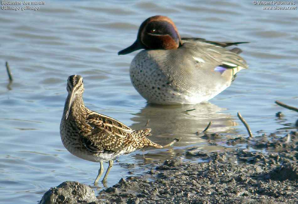 Common Snipe