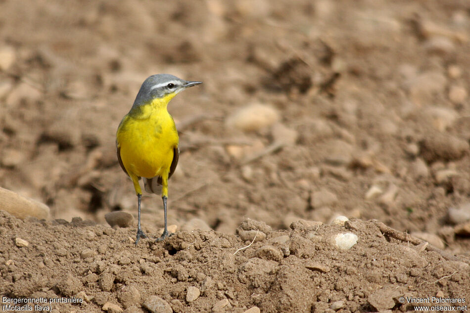 Western Yellow Wagtail male