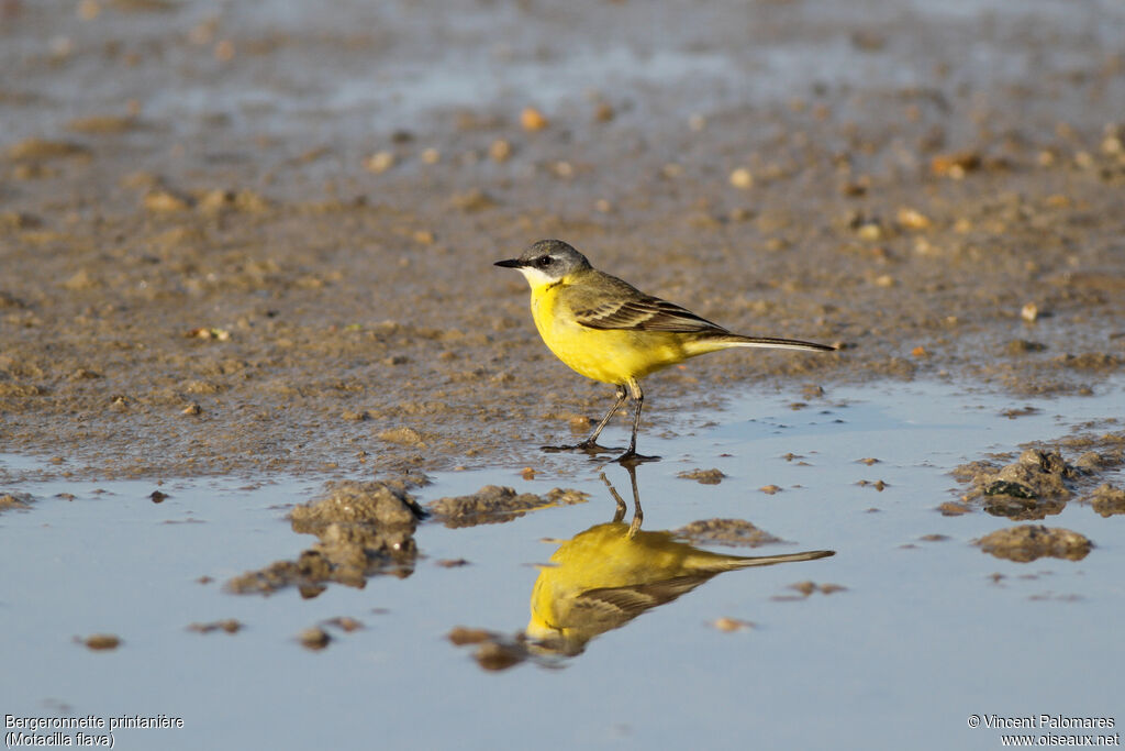 Western Yellow Wagtail