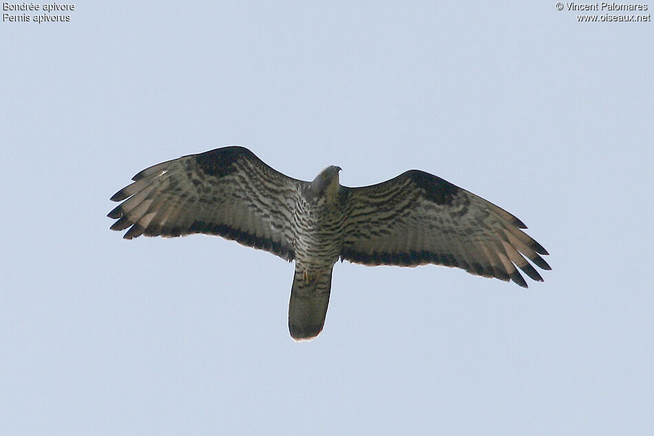 European Honey Buzzard