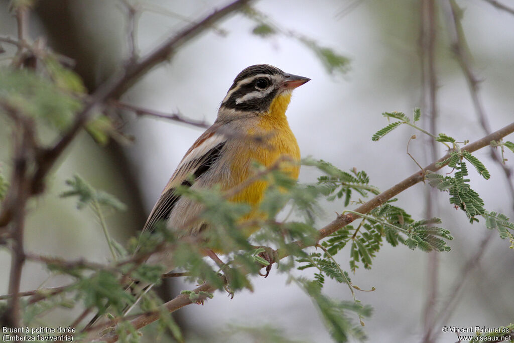Golden-breasted Bunting male adult