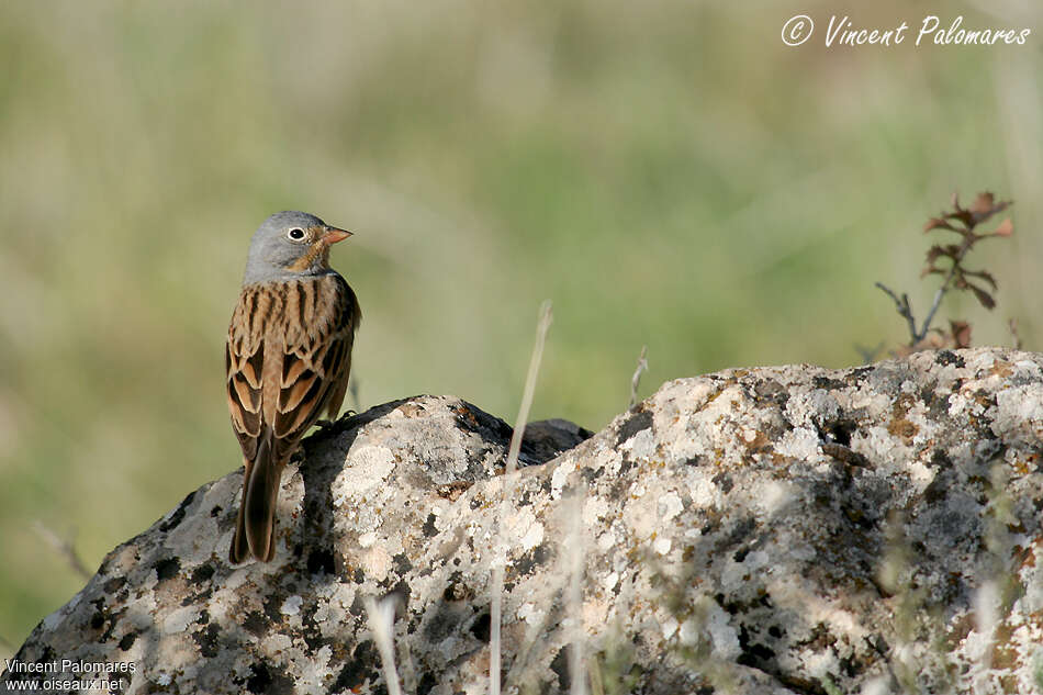 Bruant cendrillard mâle adulte, habitat, pigmentation, Comportement