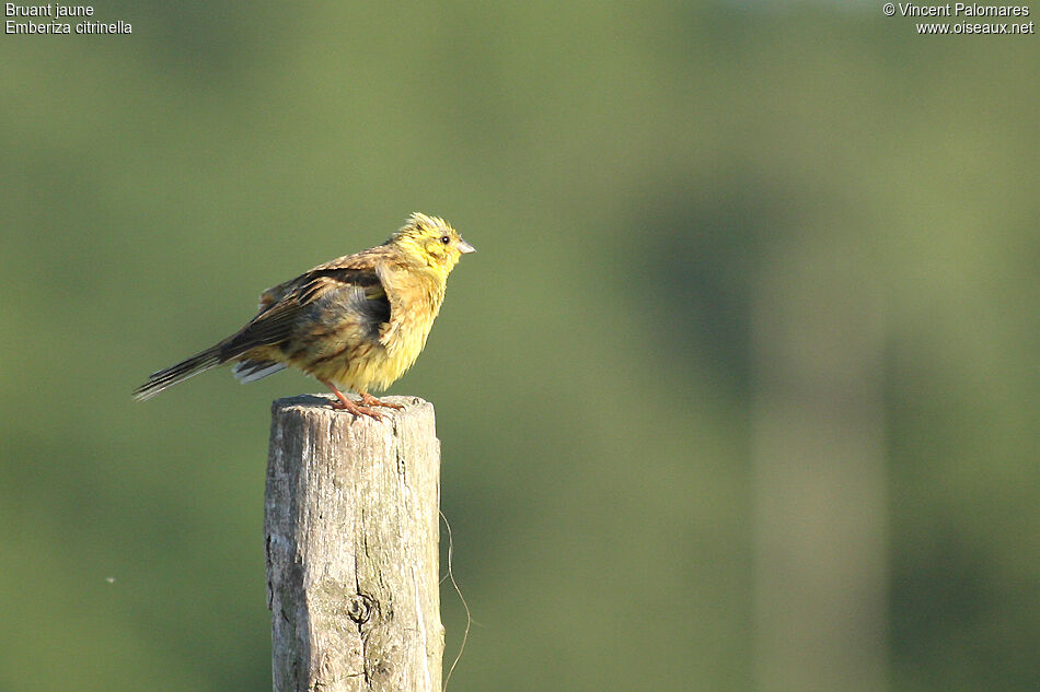 Bruant jaune