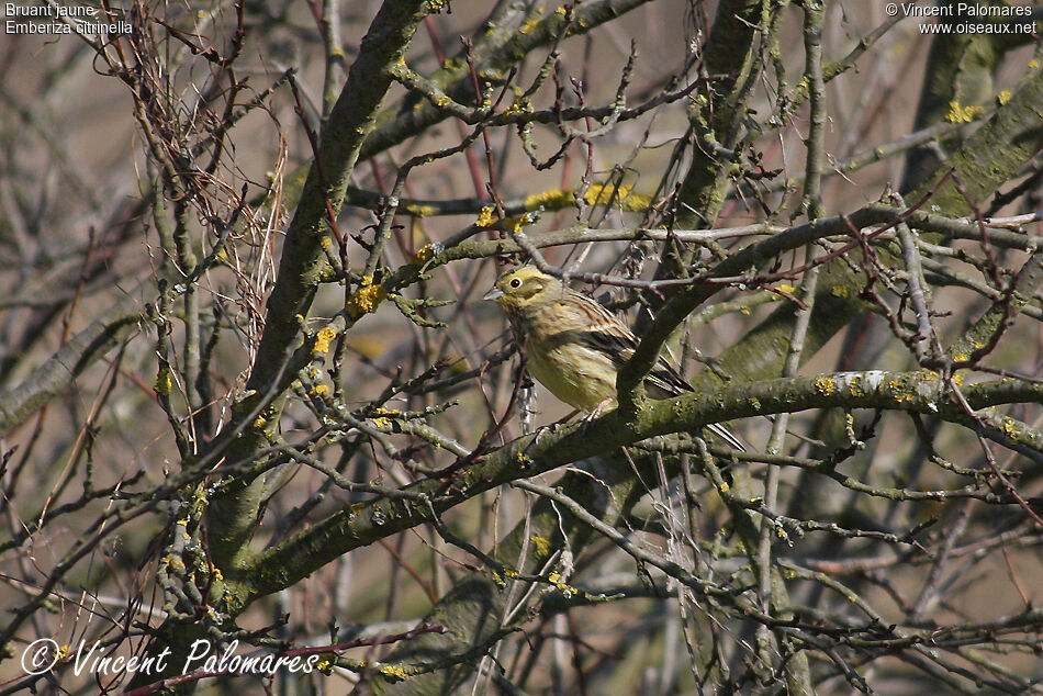 Bruant jaune