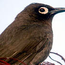 Bulbul du Cap