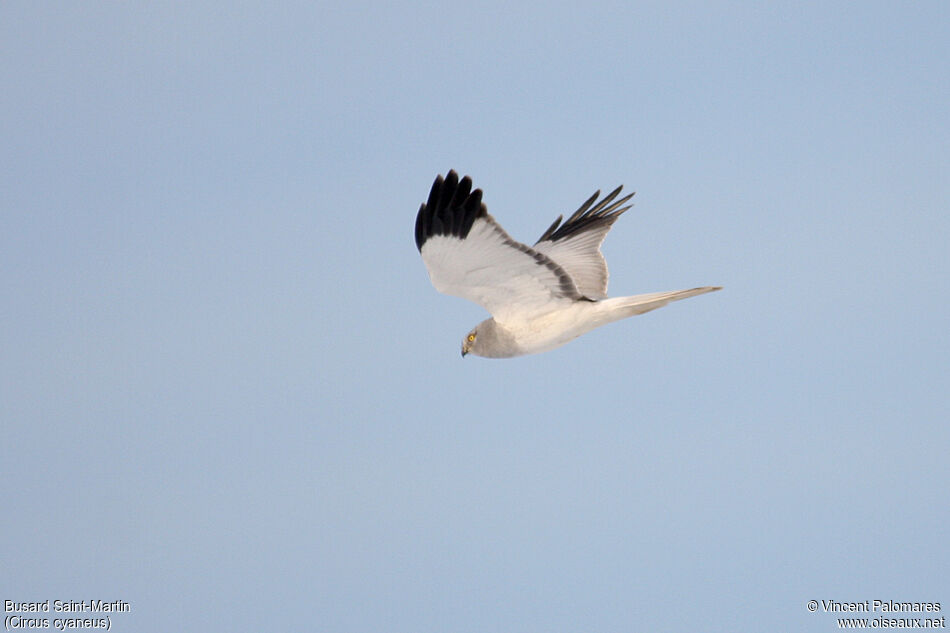 Hen Harrier male adult
