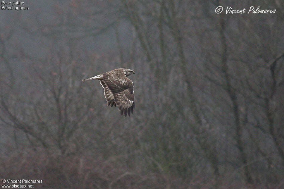 Rough-legged BuzzardSecond year