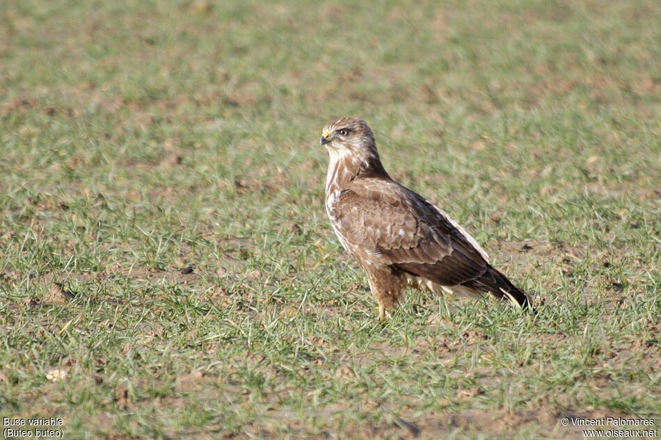 Buse variable2ème année