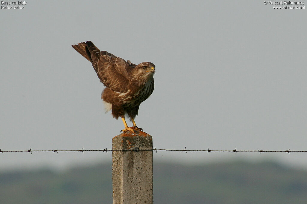 Common Buzzard