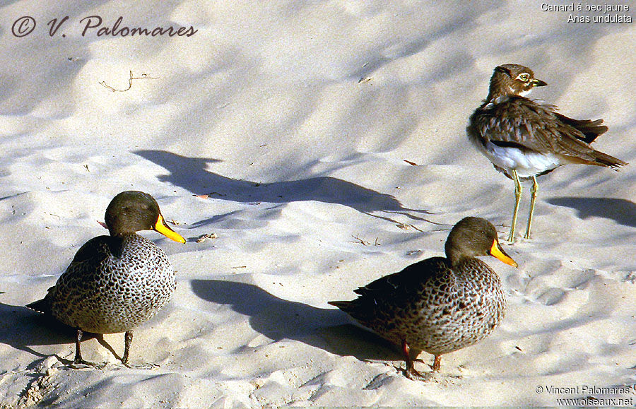 Canard à bec jaune