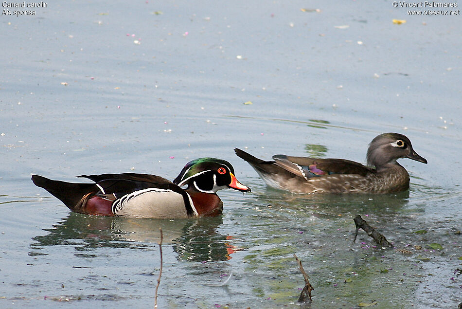 Wood Duck 