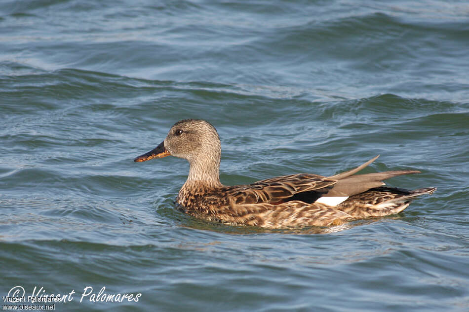 Canard chipeau femelle adulte