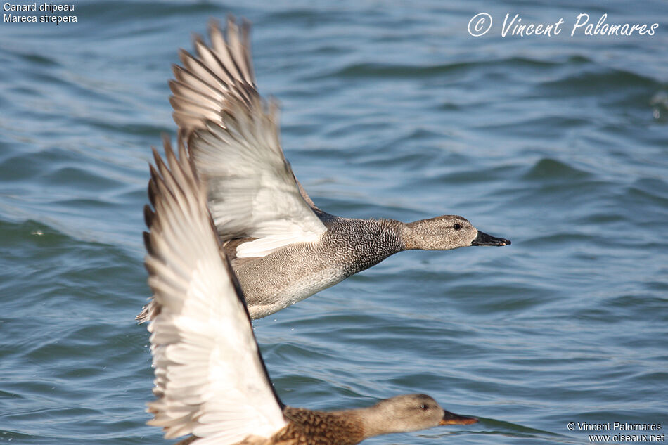Gadwall 