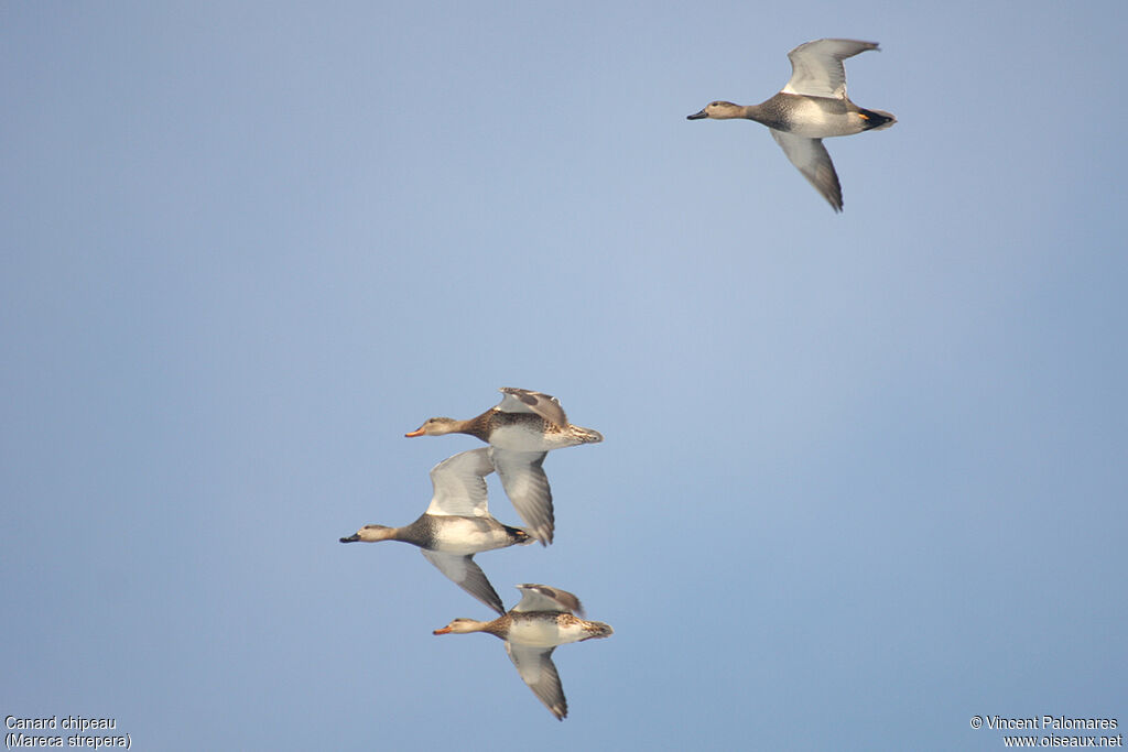 Canard chipeau
