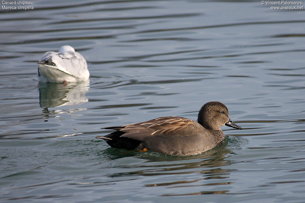 Canard chipeau