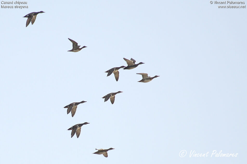 Canard chipeau