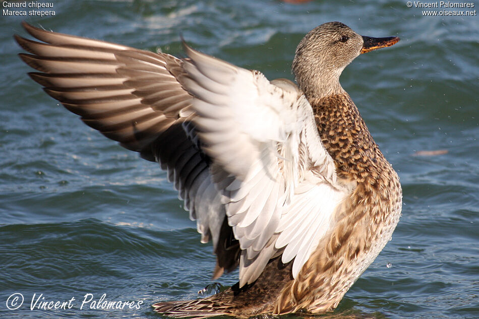 Canard chipeau mâle
