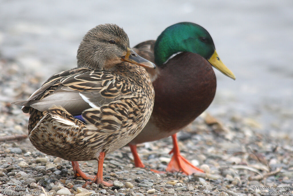 Canard colvert