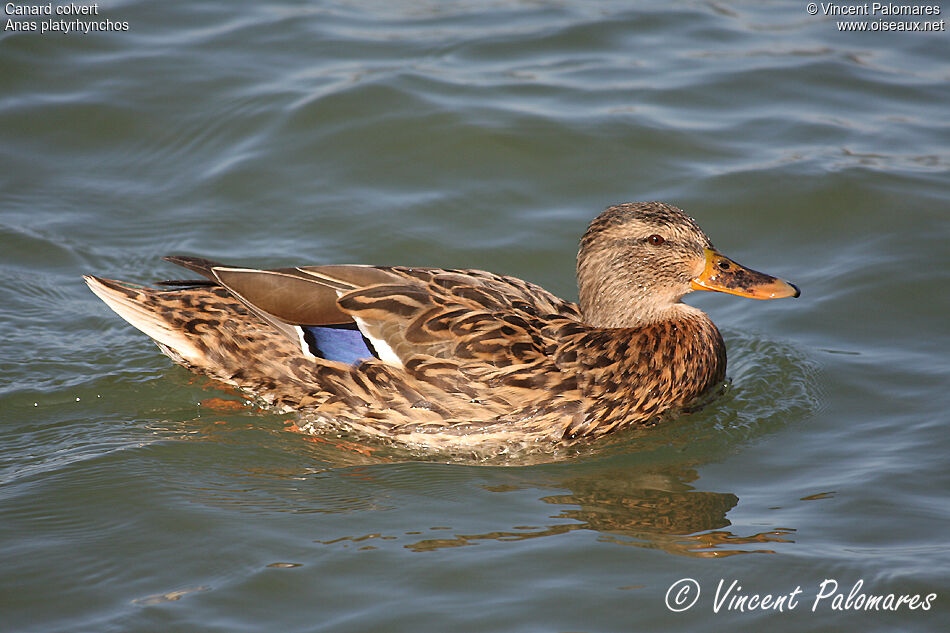 Canard colvert femelle