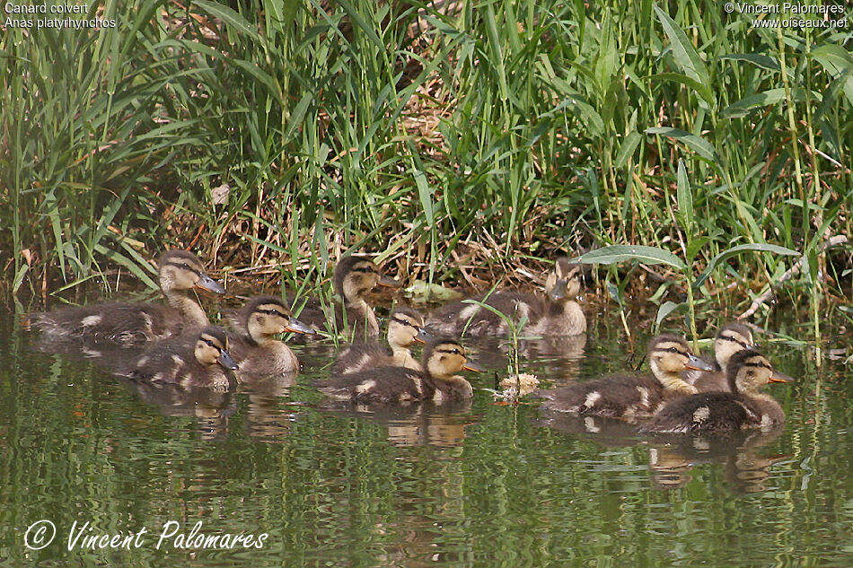Canard colvertjuvénile