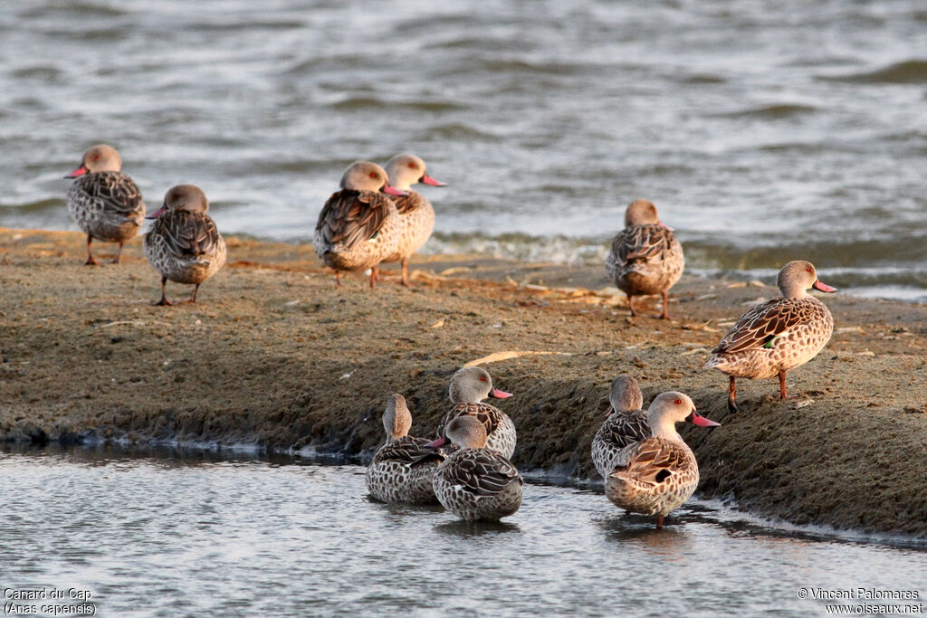 Cape Teal