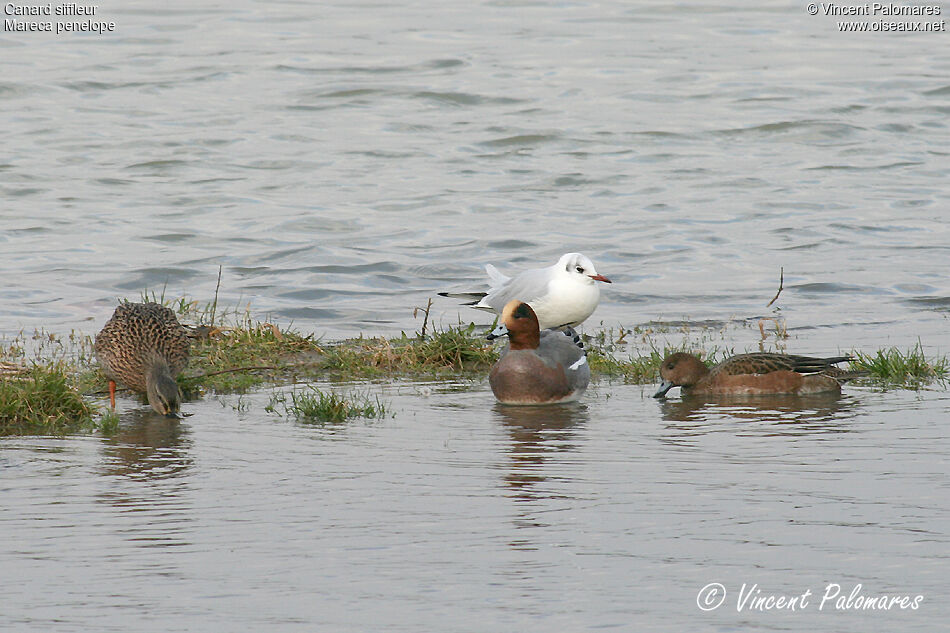 Canard siffleur