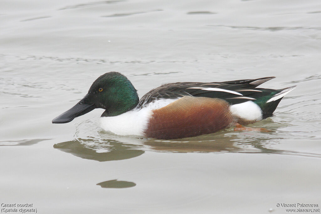 Canard souchet mâle
