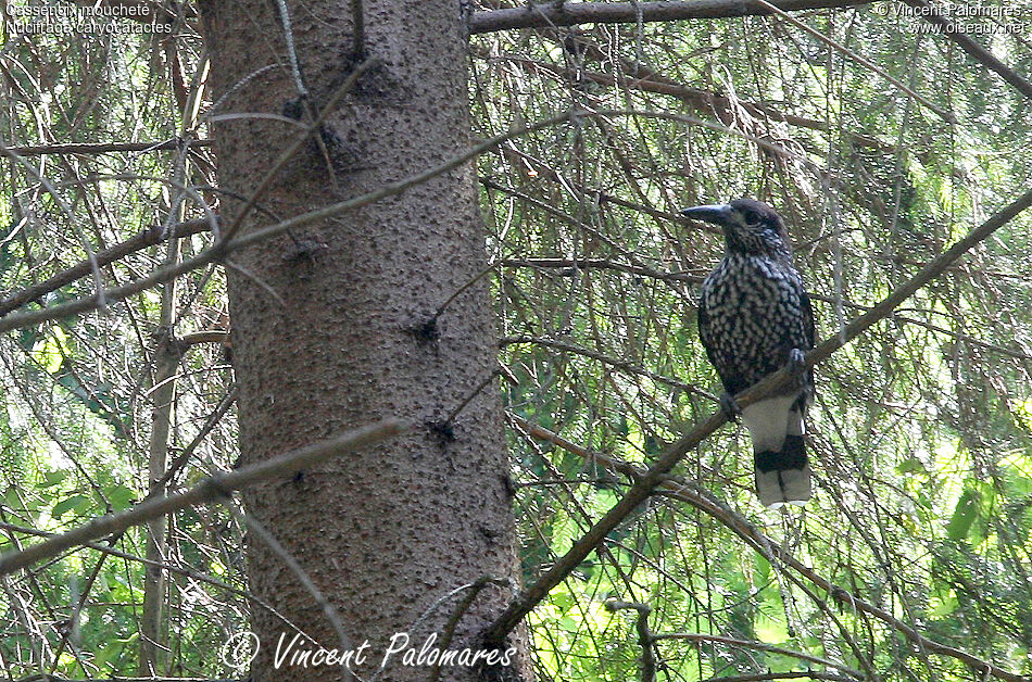 Northern Nutcracker