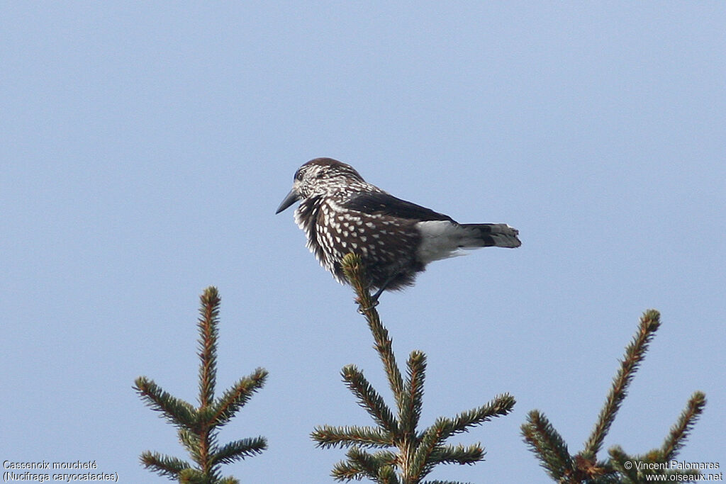Northern Nutcracker