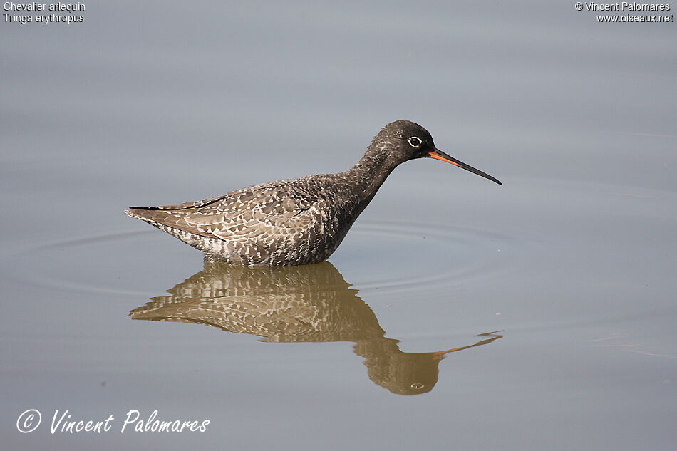 Spotted Redshank