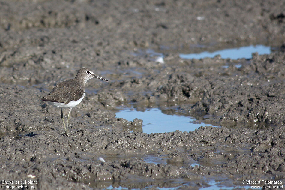 Green Sandpiper