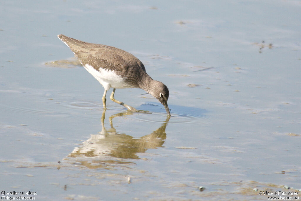 Green Sandpiper