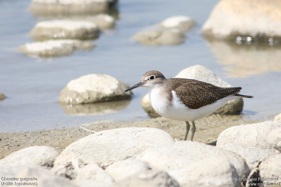 Common Sandpiper