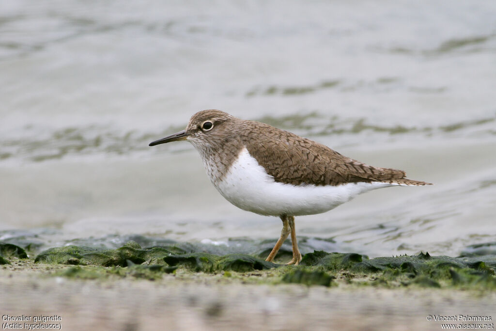 Common Sandpiper