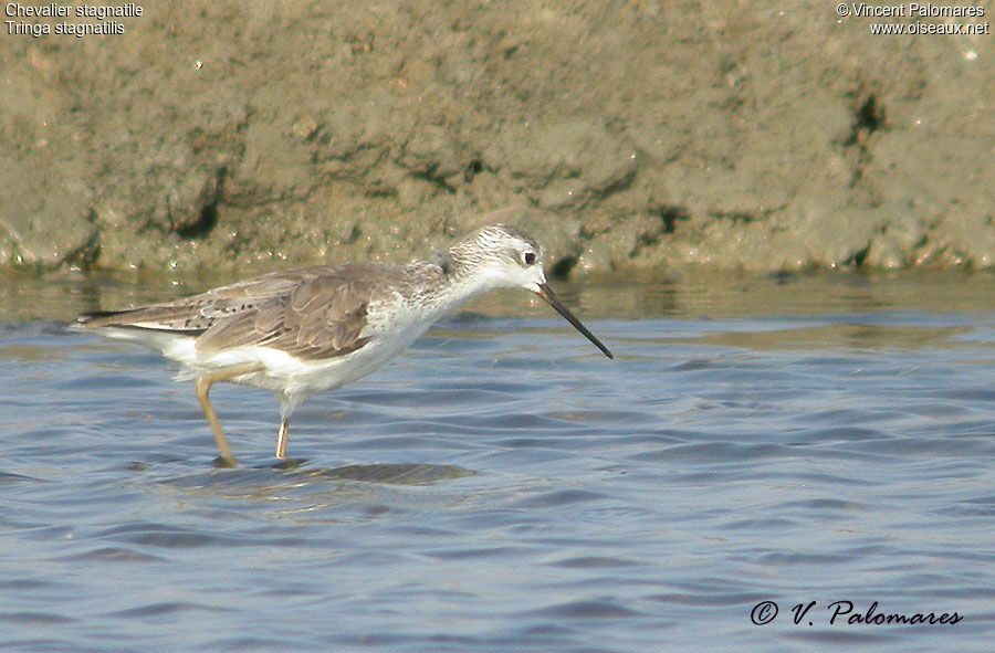 Marsh Sandpiper