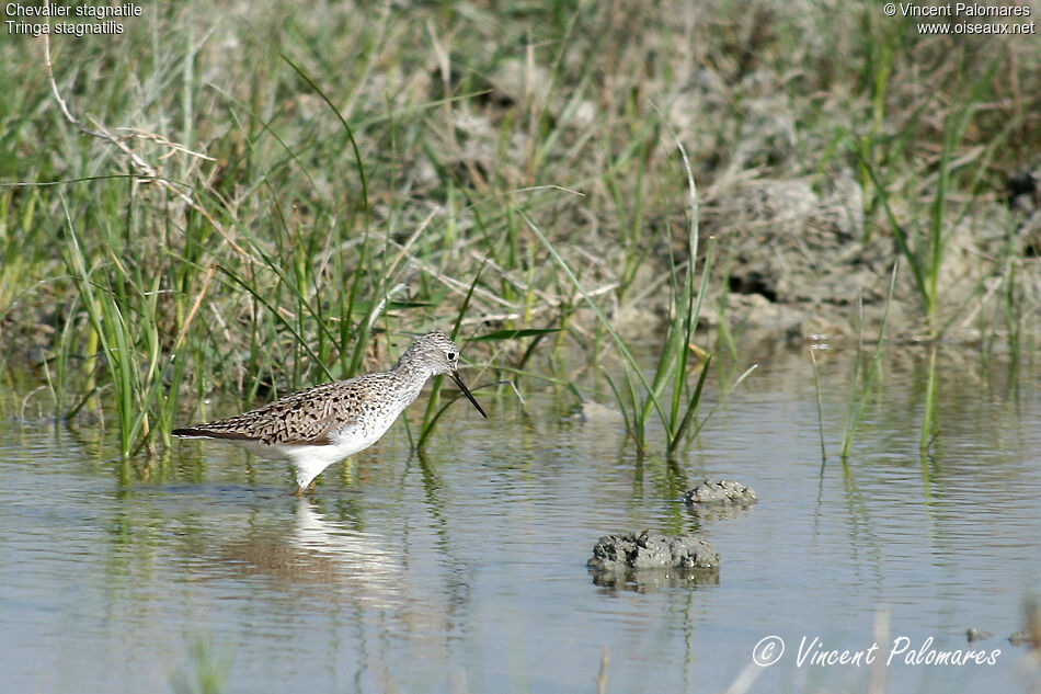 Marsh Sandpiperadult breeding
