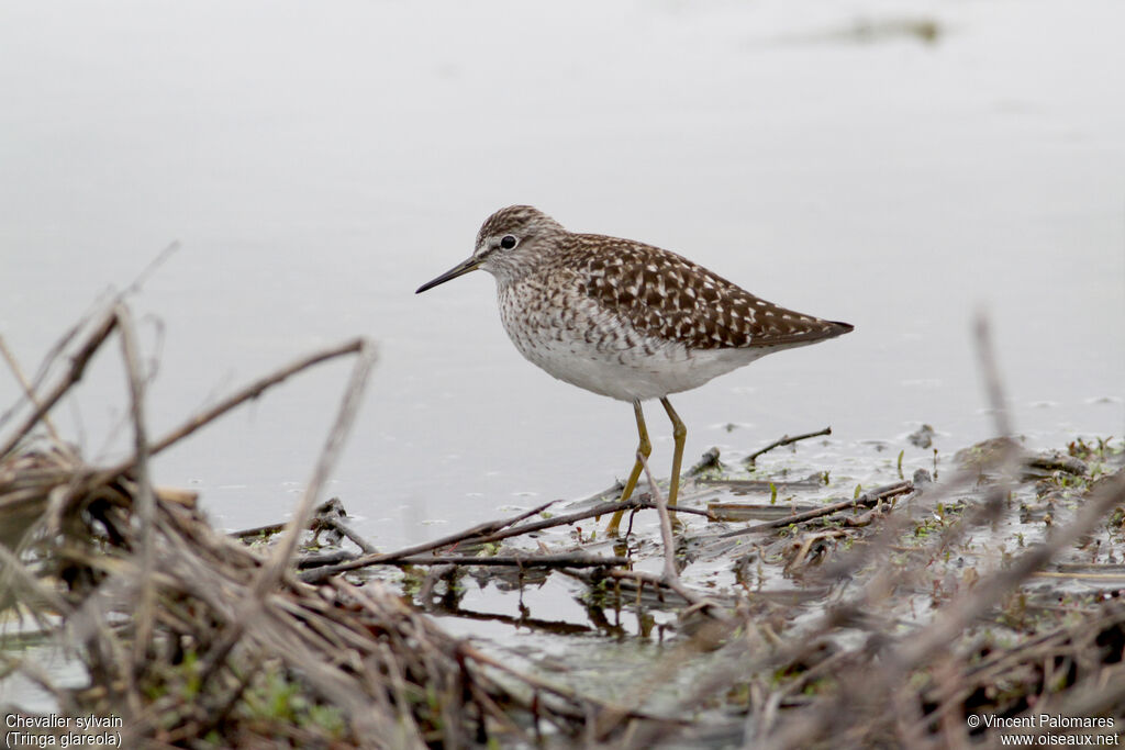 Wood Sandpiper