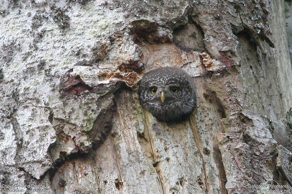 Eurasian Pygmy Owl female adult, Reproduction-nesting