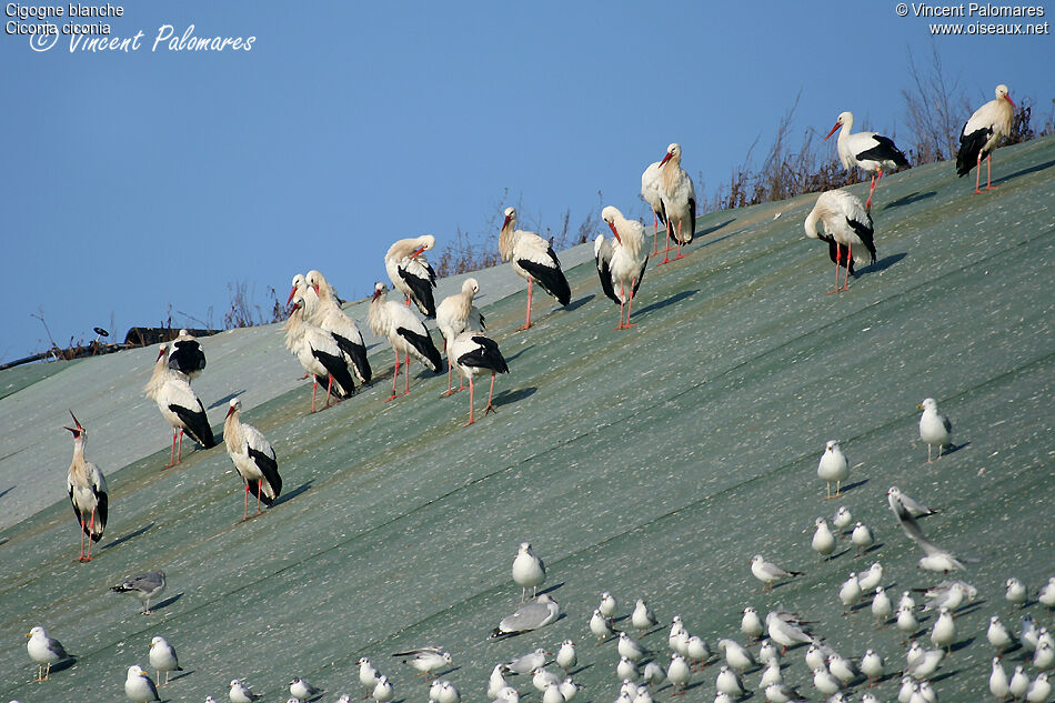White Stork