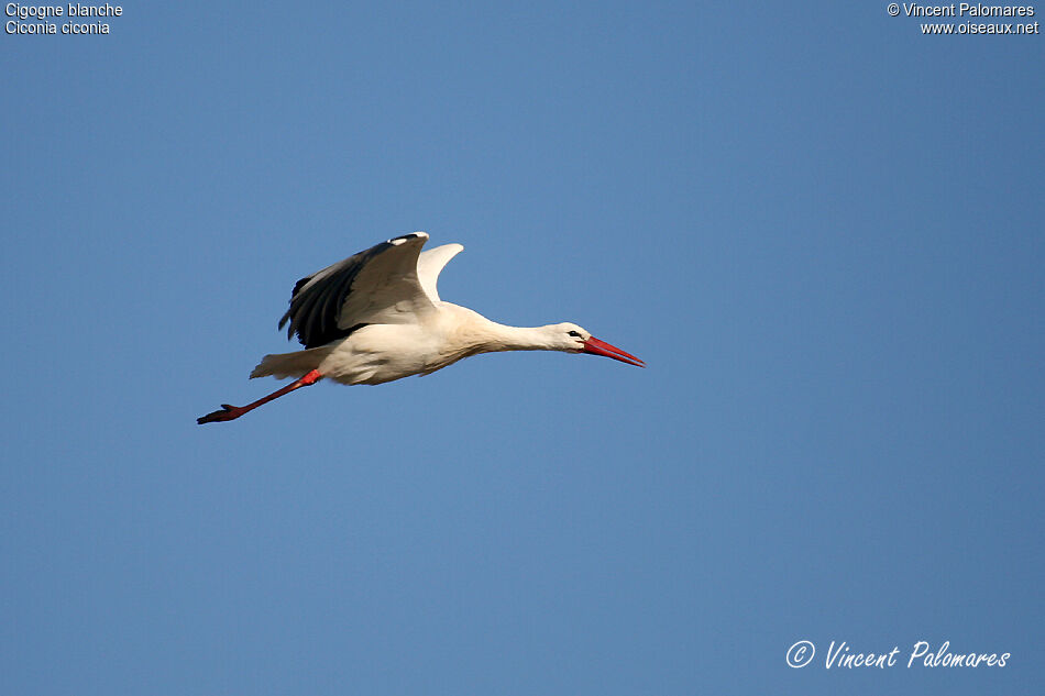 White Stork