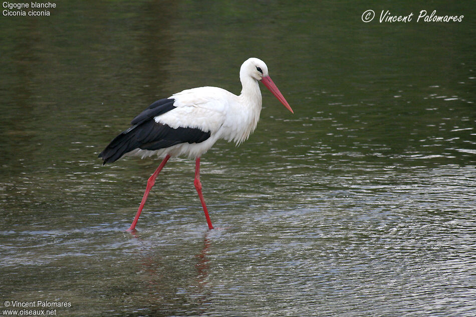 White Stork