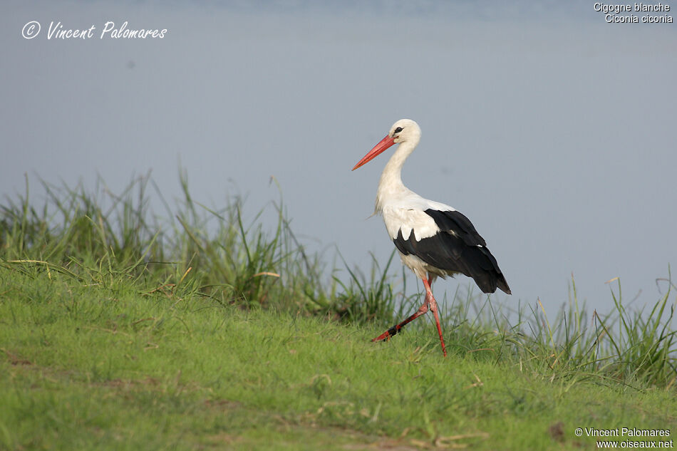 White Stork