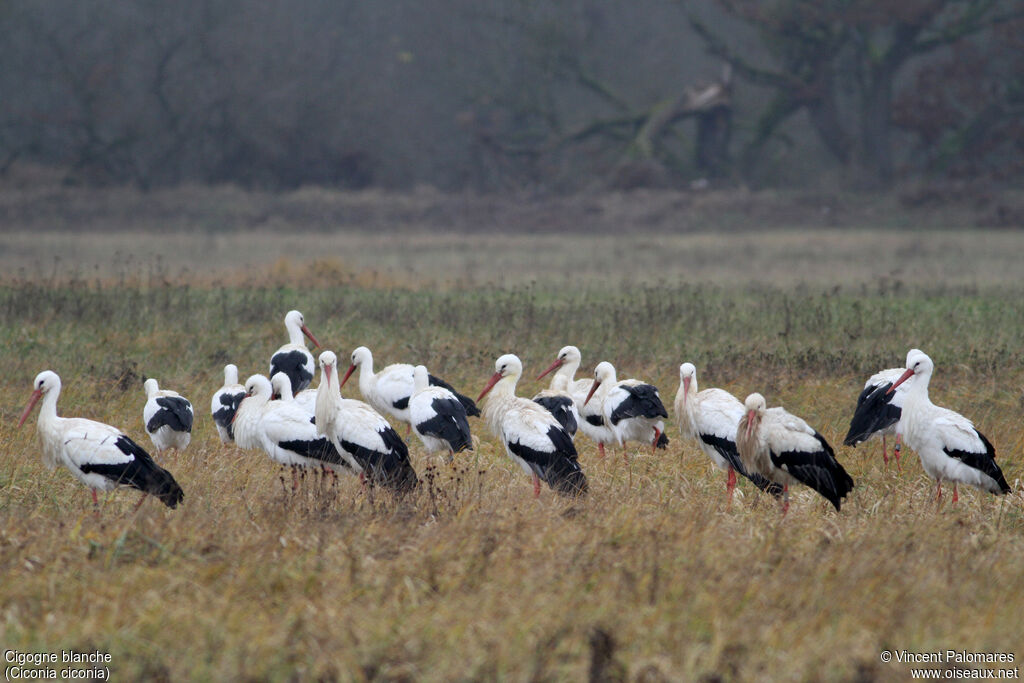 White Stork