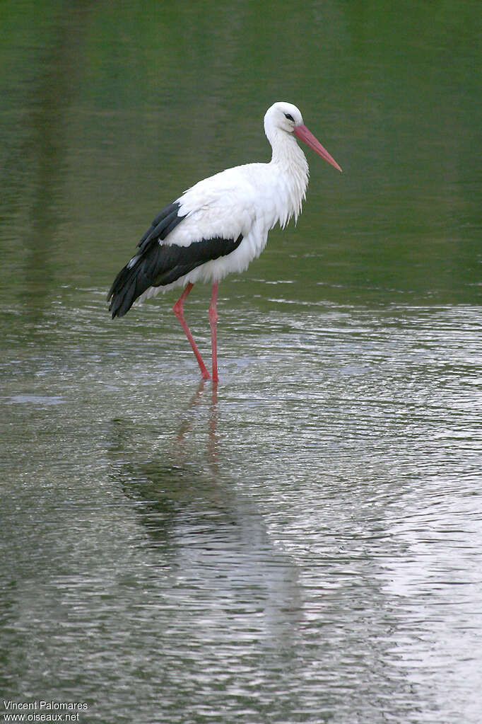 White Storkadult, identification