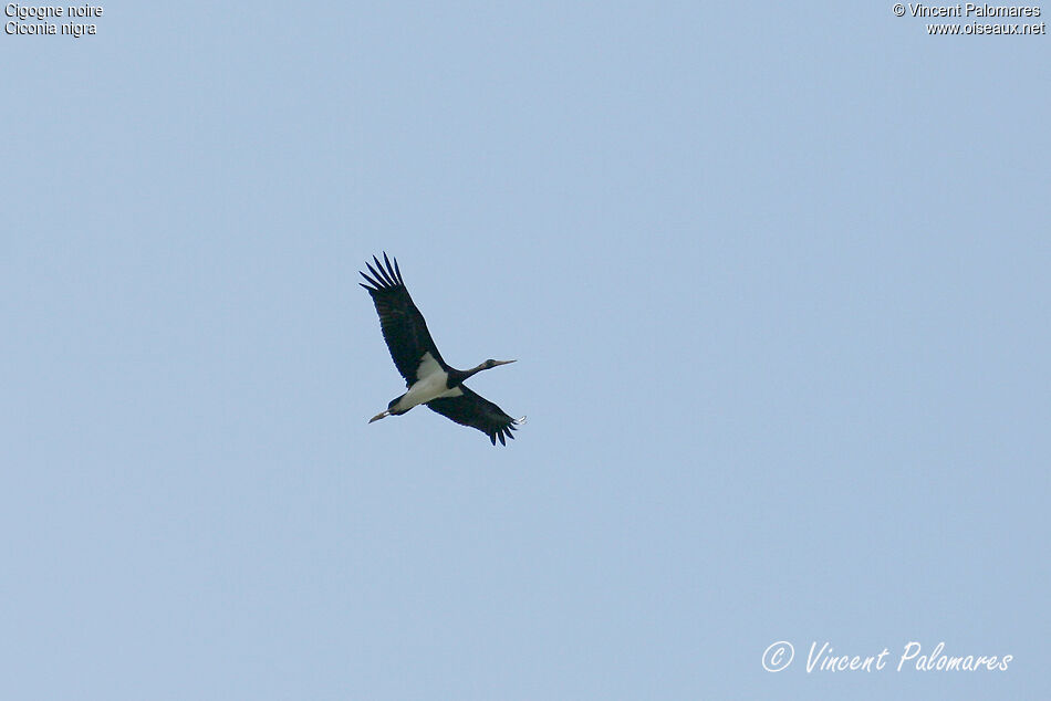 Cigogne noireimmature