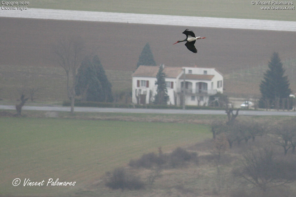 Cigogne noireadulte