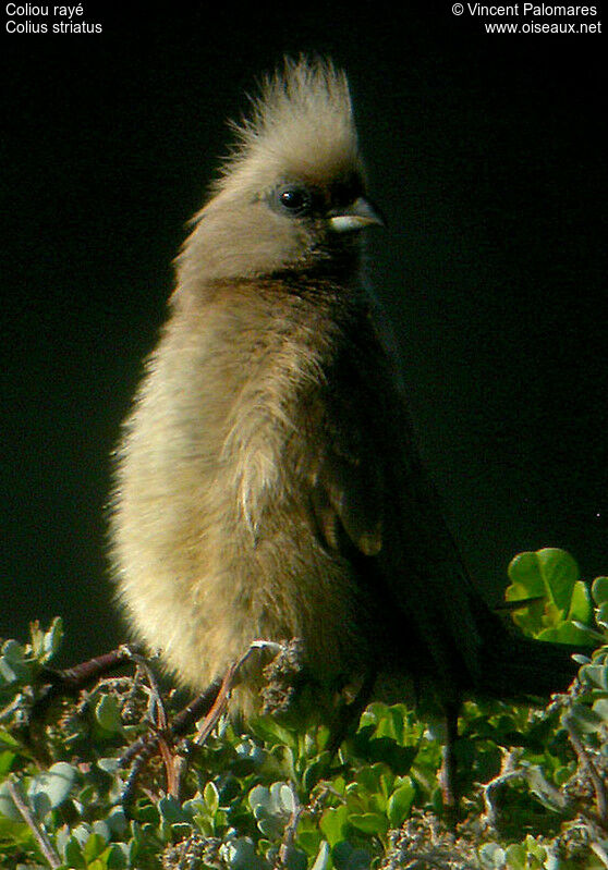 Coliou rayé